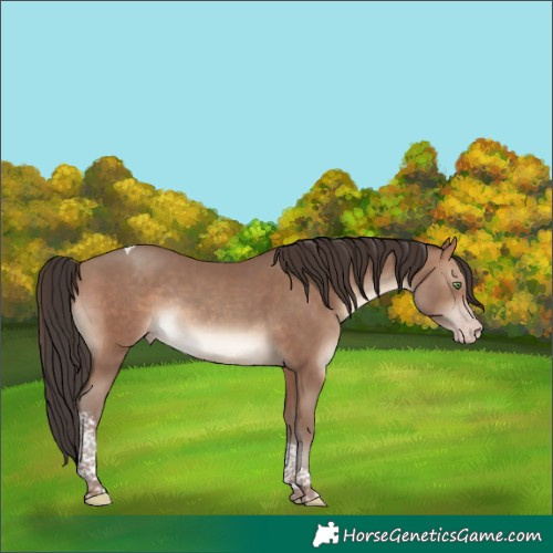 Horse Color:Sable Champagne Tobiano Rabicano 