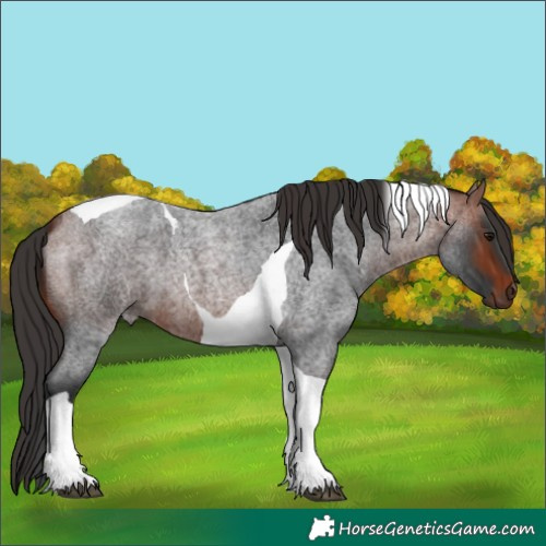 Horse Color:Bay Roan Tobiano 