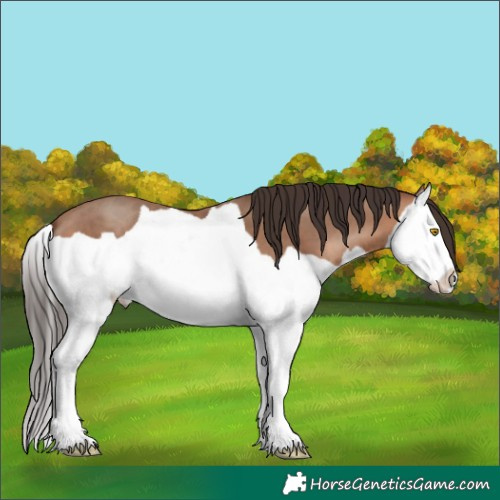 Horse Color:Sable Champagne Splash 