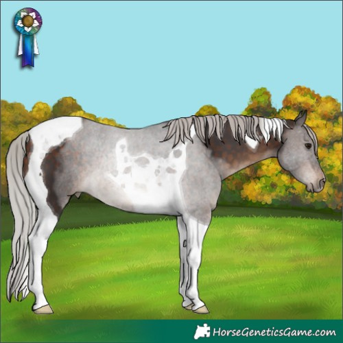 Horse Color:Silver Brown Tobiano 