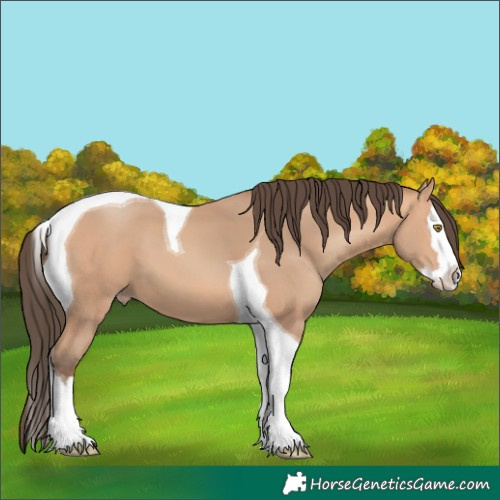 Horse Color:Amber Champagne Splash Tobiano 