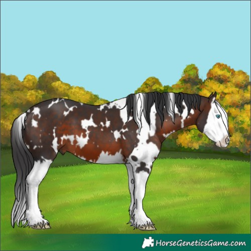 Horse Color:White Spotted Brown Splash 