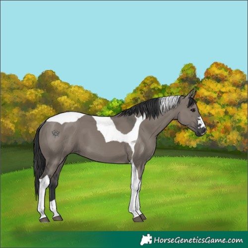 Horse Color:Grullo Tobiano 