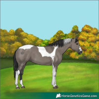 Horse Color:Grullo Tobiano
