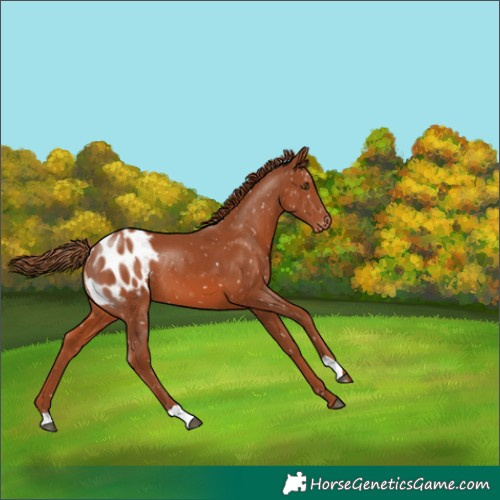 Horse Color:Chestnut Appaloosa 