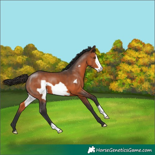 Horse Color:Brown Frame 