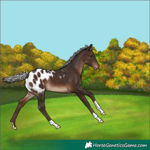 Horse Color:Silver Brown Appaloosa 