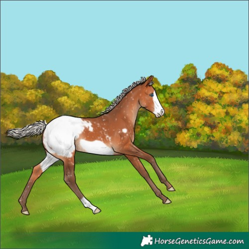 Horse Color:Silver Bay Frame Appaloosa 