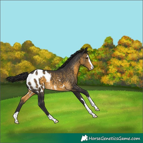 Horse Color:Buckskin Appaloosa