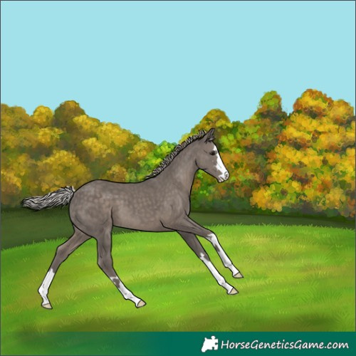 Horse Color:Silver Black 