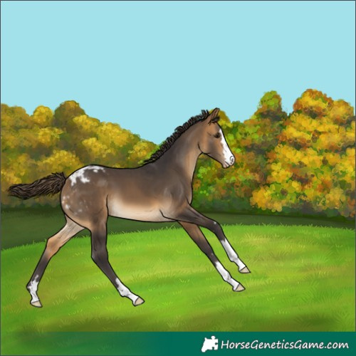 Horse Color:Buckskin Appaloosa