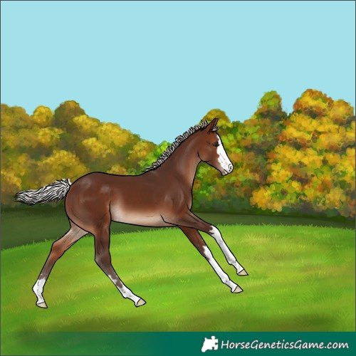 Horse Color:Silver Bay 