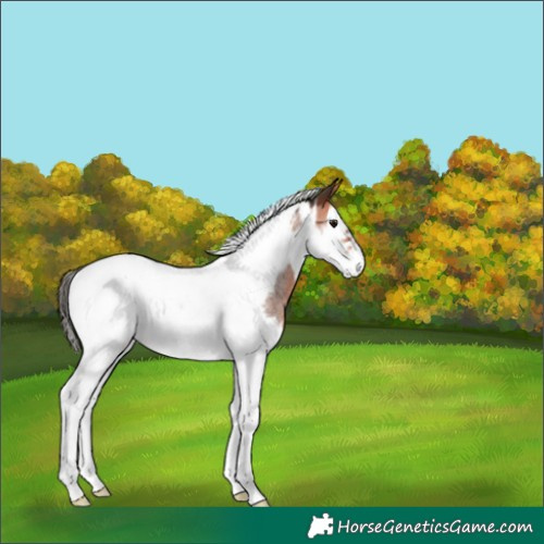 Horse Color:Bay Roan Splash Tobiano Frame