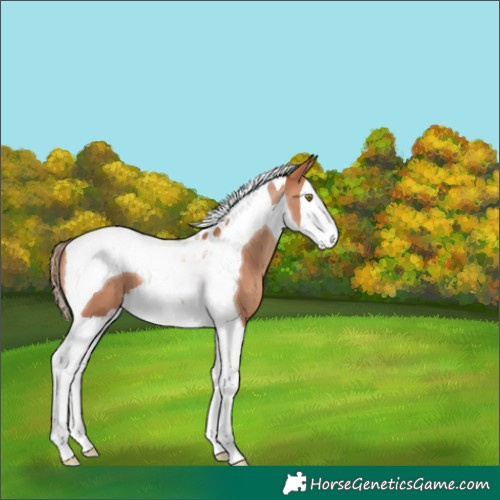 Horse Color:Gold Champagne Splash Tobiano