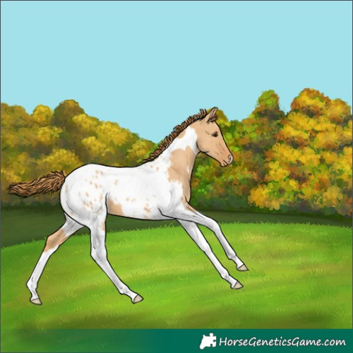Horse Color:Red Dun Tobiano Blanket 