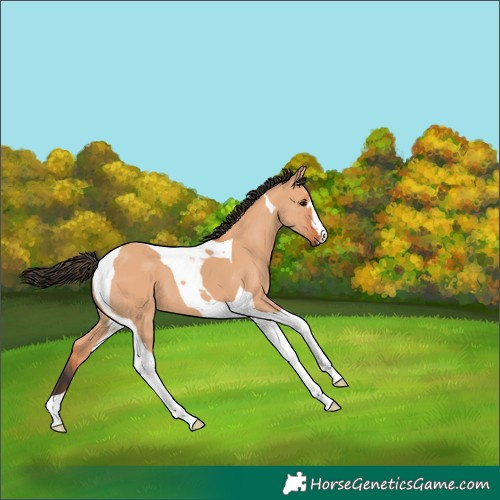 Horse Color:Bay Dun Tobiano