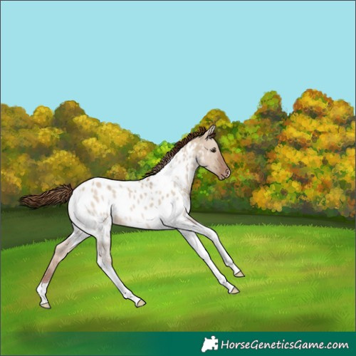 Horse Color:Red Dun Tobiano Appaloosa 