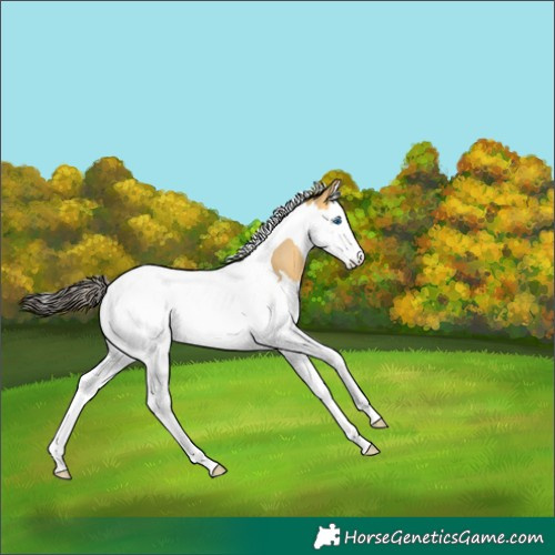 Horse Color:Buckskin Dun Splash Tobiano