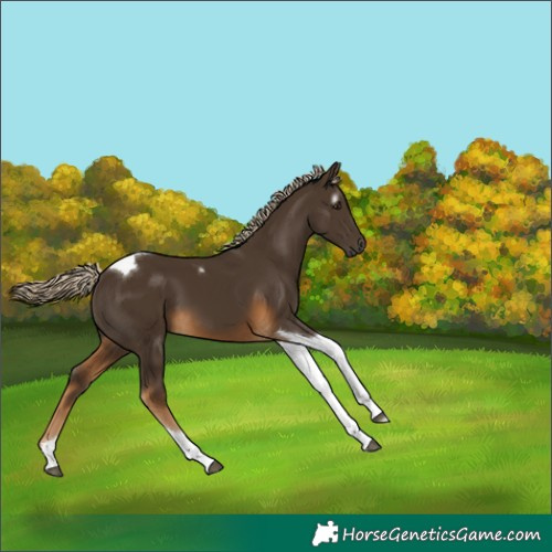 Horse Color:Gray Chocolate Palomino Tobiano 