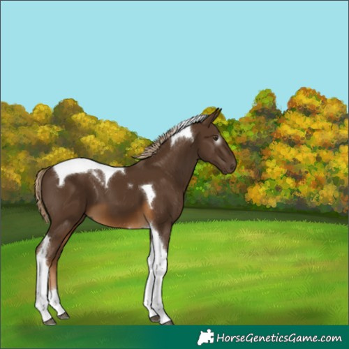 Horse Color:Gray Chocolate Palomino Tobiano 