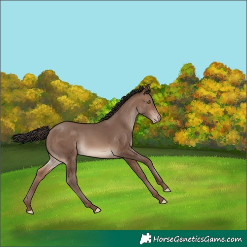 Horse Color:Sable Champagne Rabicano