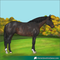 Horse Color:Brown Rabicano 