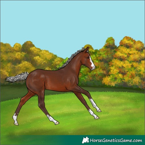 Horse Color:Silver Bay 