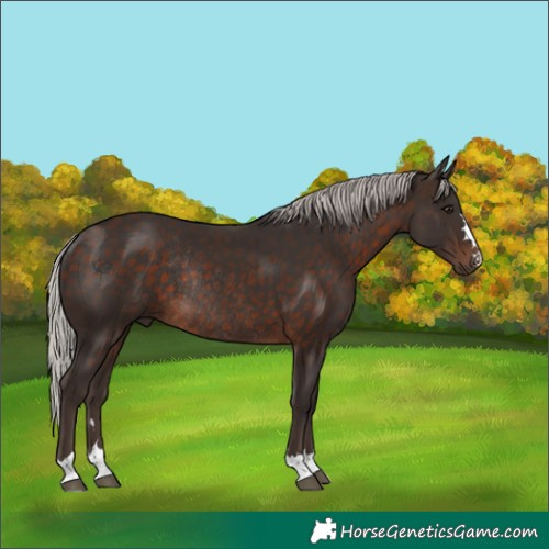 Horse Color:Silver Brown Rabicano 
