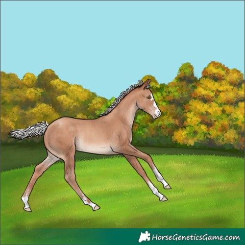 Horse Color:Silver Sable Champagne Rabicano 