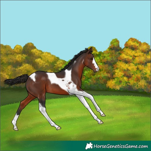 Horse Color:Brown Tobiano 