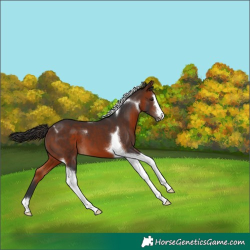 Horse Color:Bay Tobiano