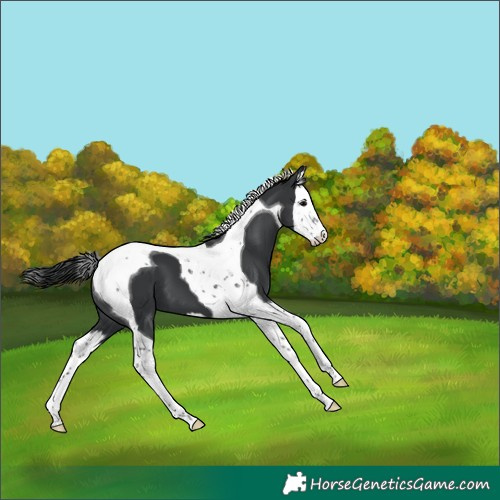 Horse Color:Black Splash Tobiano