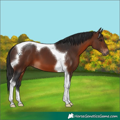 Horse Color:Brown Tobiano 