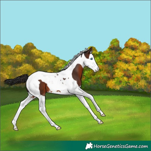 Horse Color:Brown Splash Tobiano
