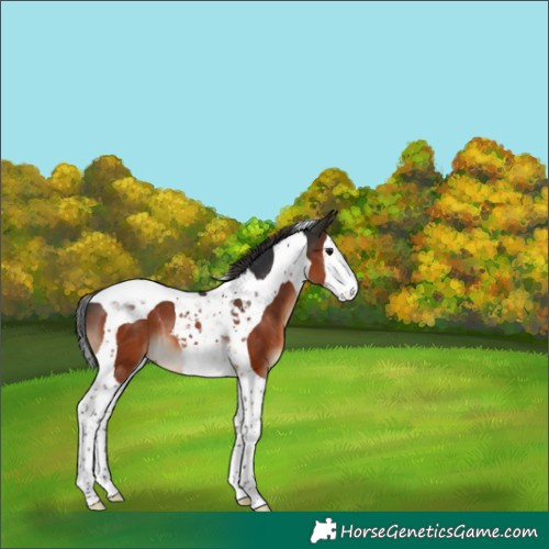 Horse Color:Brown Splash Tobiano 