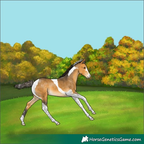 Horse Color:Buckskin Tobiano