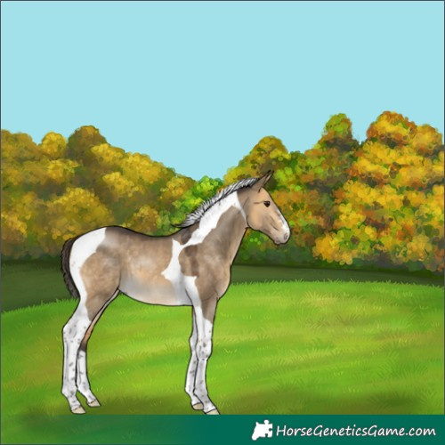 Horse Color:Buckskin Dun Tobiano