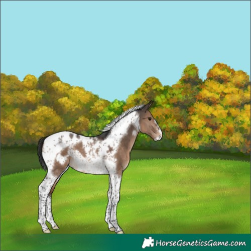 Horse Color:Brown Dun Tobiano Frame 