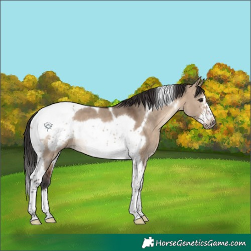 Horse Color:Brown Dun Tobiano Frame 
