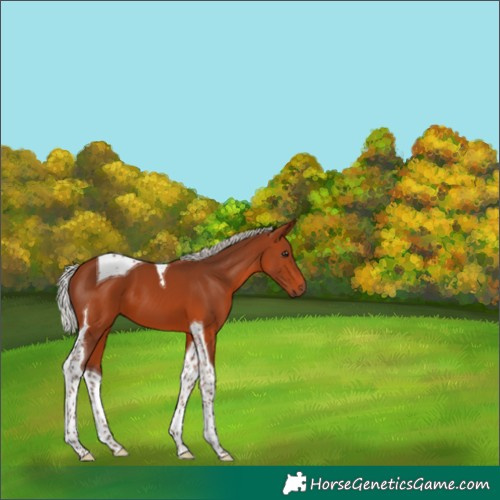 Horse Color:Silver Brown Tobiano 