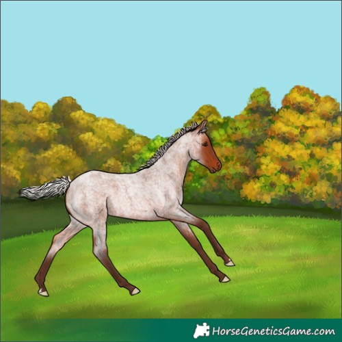 Horse Color:Silver Brown Roan Rabicano