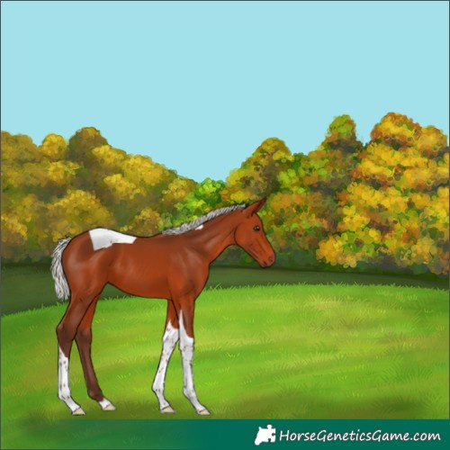 Horse Color:Silver Bay Tobiano