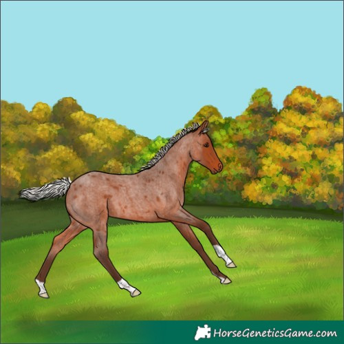 Horse Color:Silver Brown Roan 