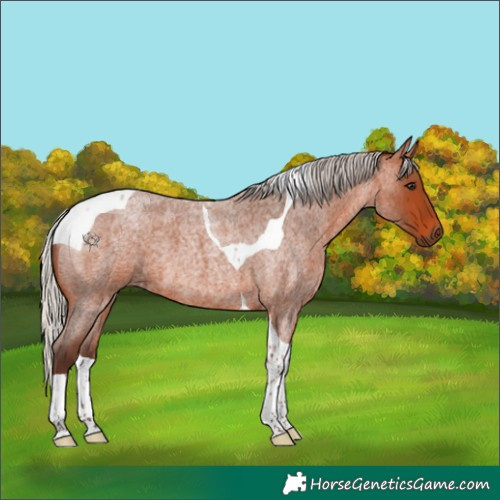 Horse Color:Silver Bay Roan Tobiano