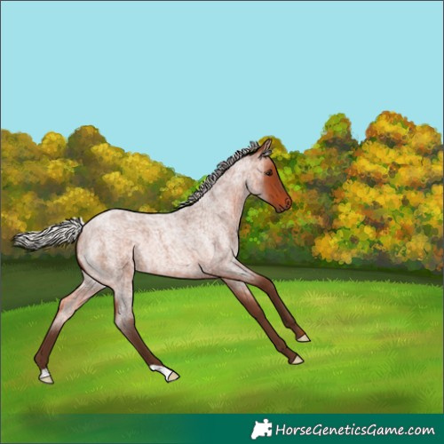 Horse Color:Silver Brown Roan Rabicano 