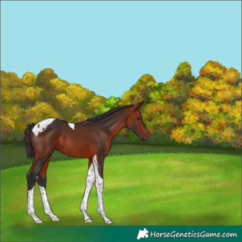 Horse Color:Bay Tobiano 