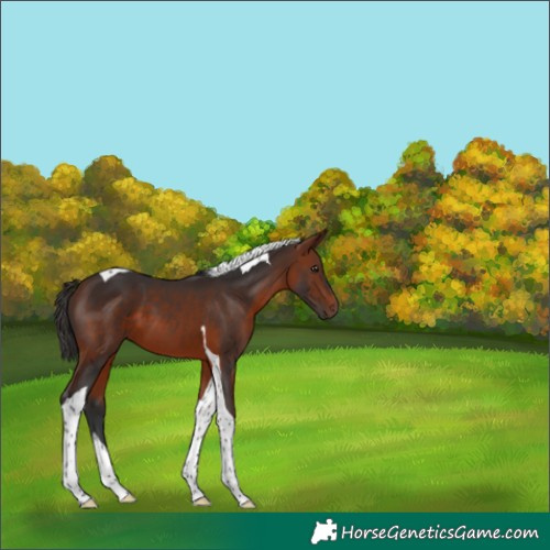 Horse Color:Bay Tobiano