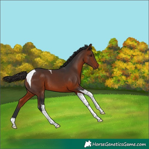 Horse Color:Bay Tobiano 