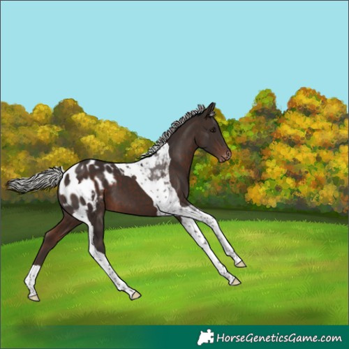 Horse Color:Silver Brown Tobiano Appaloosa 
