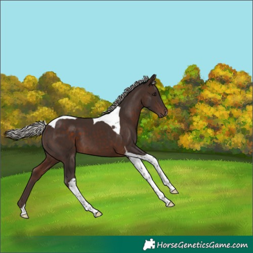 Horse Color:Silver Brown Tobiano 